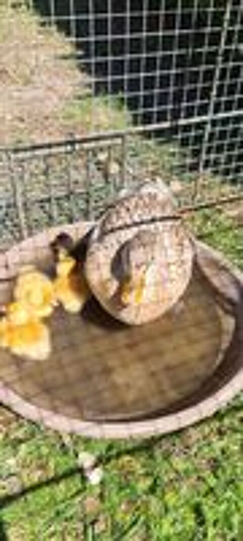   Canetons mignon  