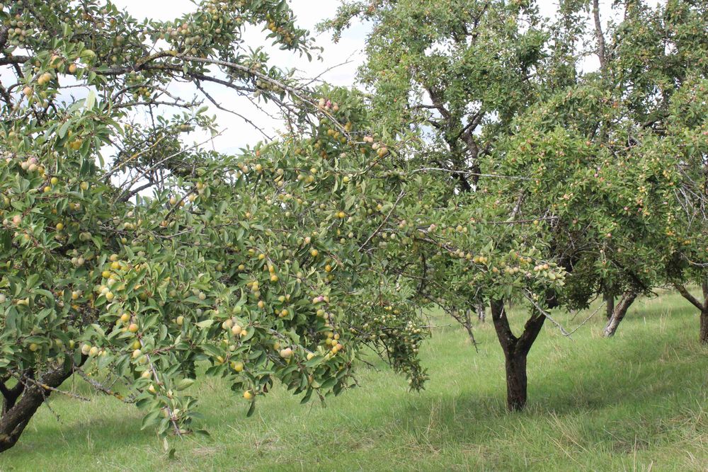 Mirabelles non trait&eacute;es Jardin