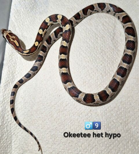 Pantherophis guttatus okeetee 40 94380 Bonneuil-sur-marne