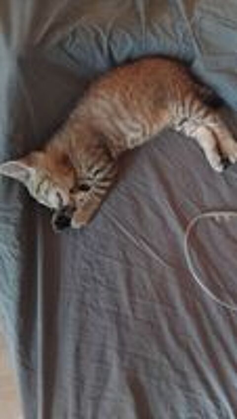   Donne chatons  