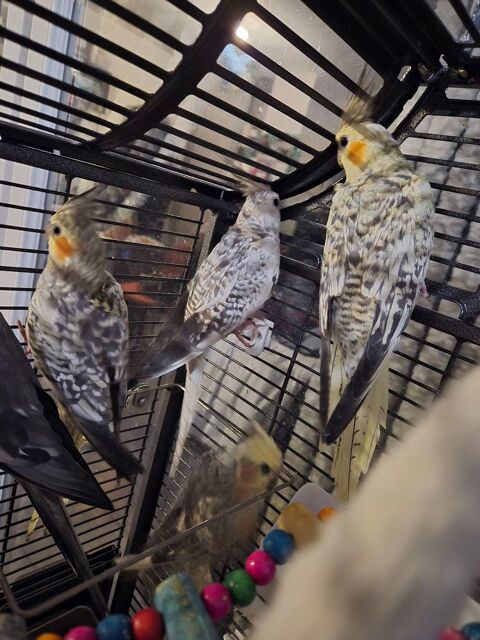 Magnifique jeune  calopsittes 0 38560 Jarrie