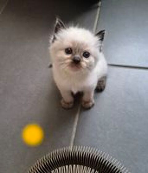   Chatons Ragdoll LOOF a réservé  