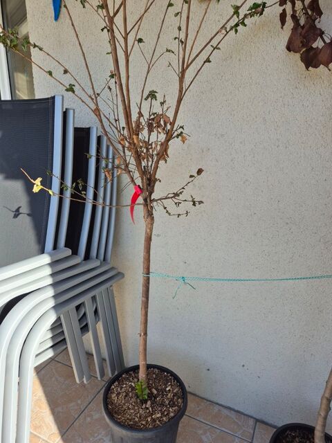 Laurier du japon rouge 40 Mimizan (40)