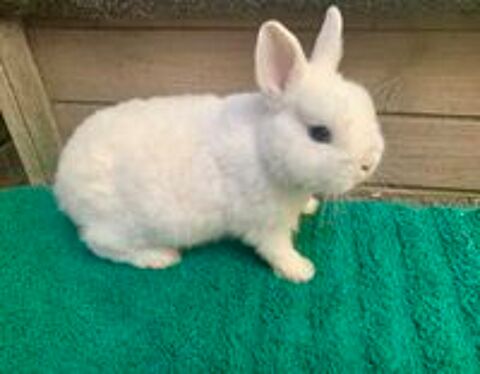   Bébé lapin nain Polonais 