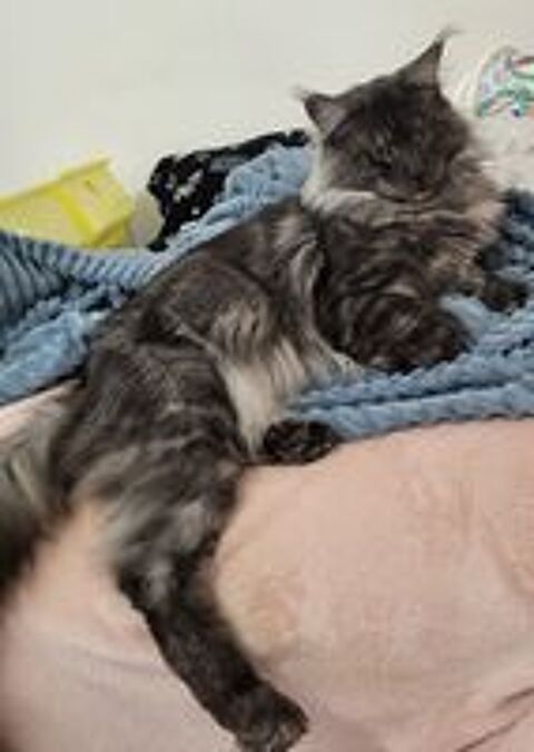   3 adorable maine coon 
