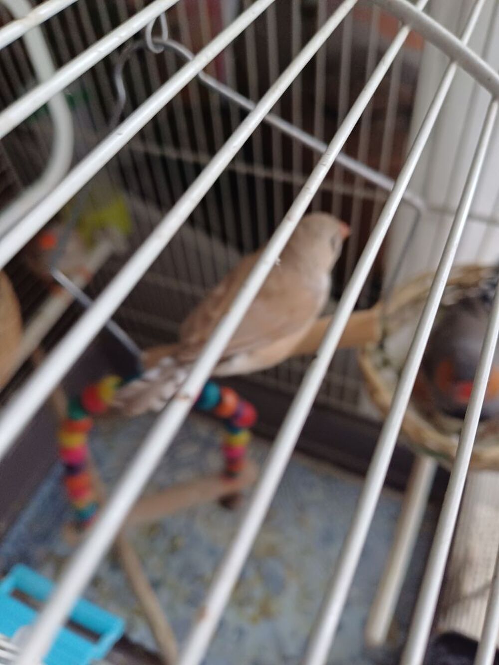   Femmelle mandarin beige elle a 2mois et demie  