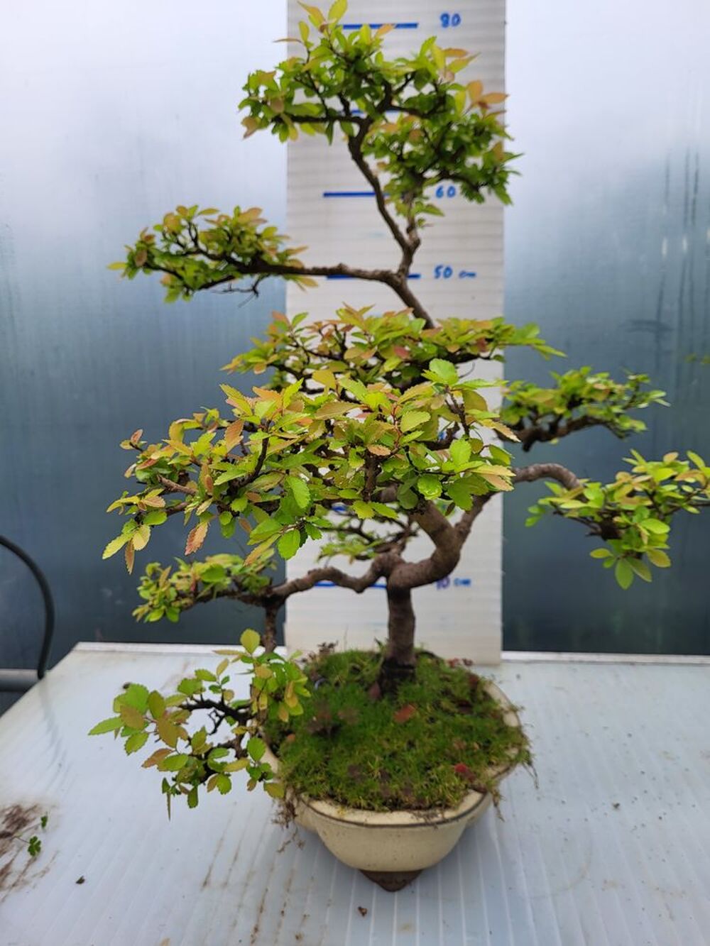 Bonsa&iuml; Ormes de chine Jardin