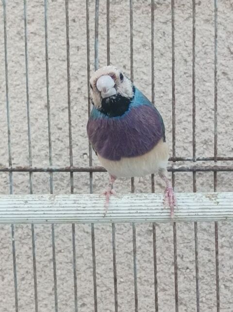 Diamant de Gould bleu 65 49360 Maulévrier