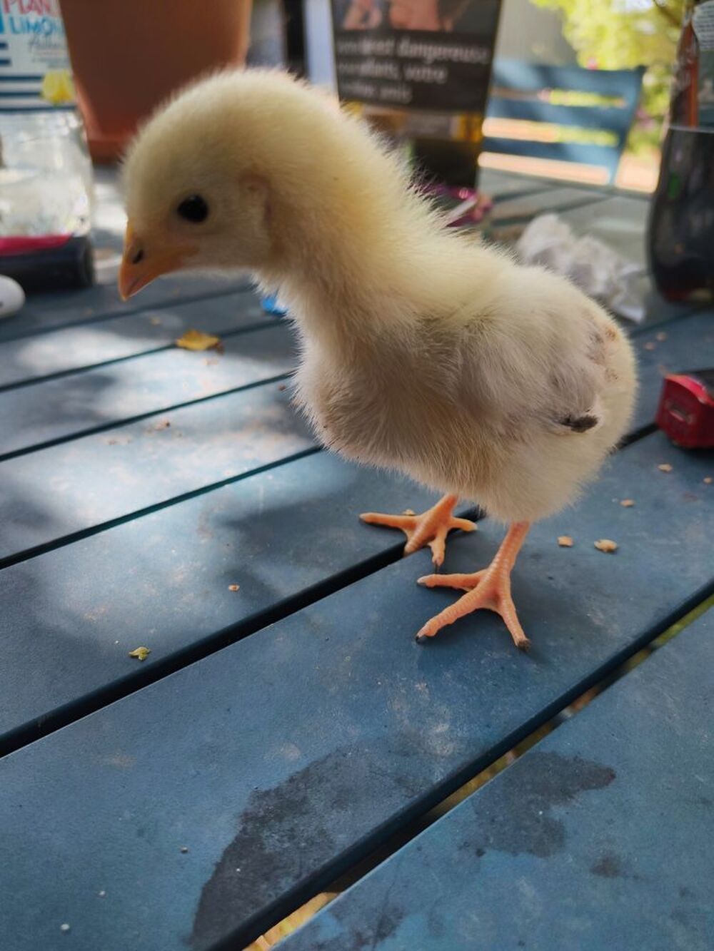   À donner : 1 ou 2 jeune coq / poussin né le 19 juin 