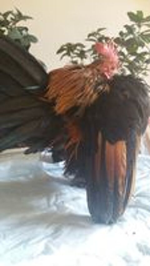   AYAM MALAY SERAMA 
