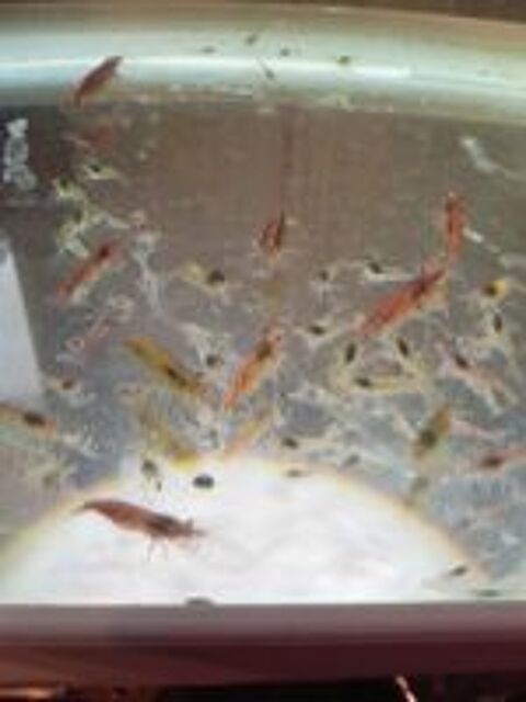   Crevettes Red Cherry dclasses 