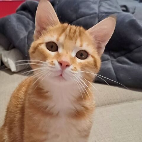 T'CHOUPI, joli minou &agrave; l'adoption 1 07350 Cruas