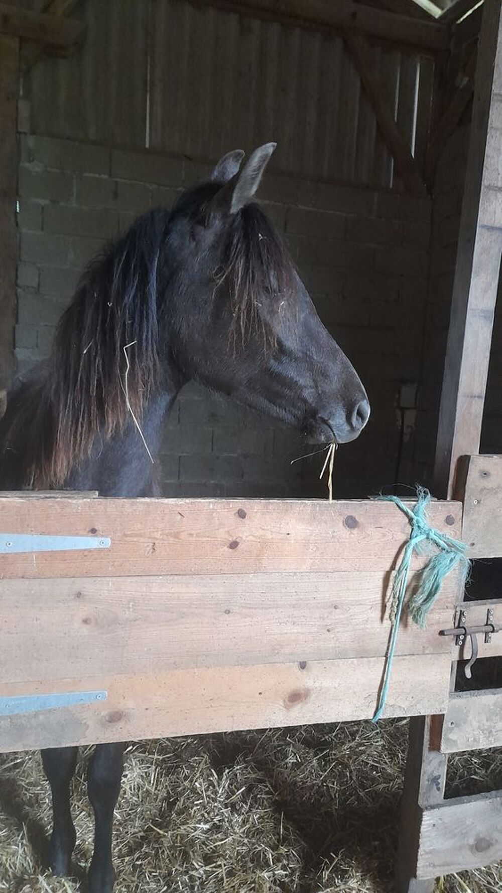   Magnifique pouliche demi sans arabe layla ds arabians  