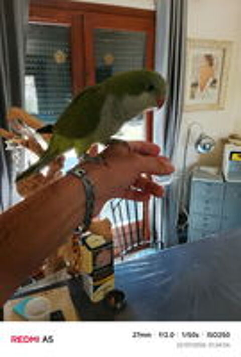  Conure quaker eam 