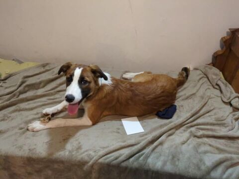 Chien AMADEUS &agrave; l adoption 300 43000 Le puy-en-velay