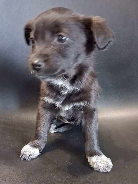 LABRADOR 0 13700 Marignane