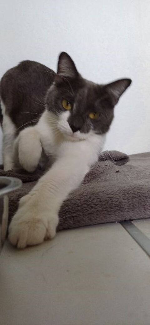 Valou, chatte blanche et grise, 2 ans 100 34500 Bziers
