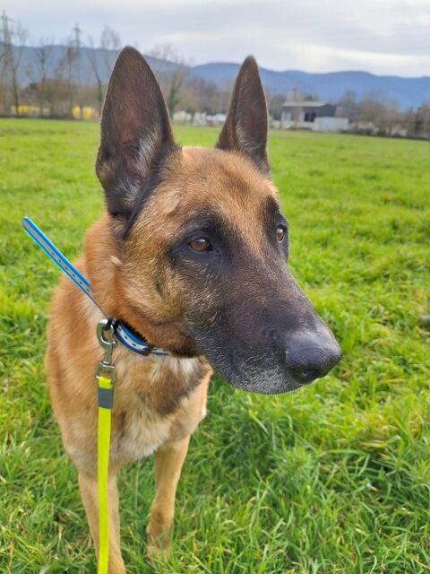 JOOK, malinois 10 ans 0 81200 Aussillon