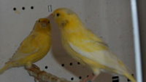   canaris de chant HARZ 