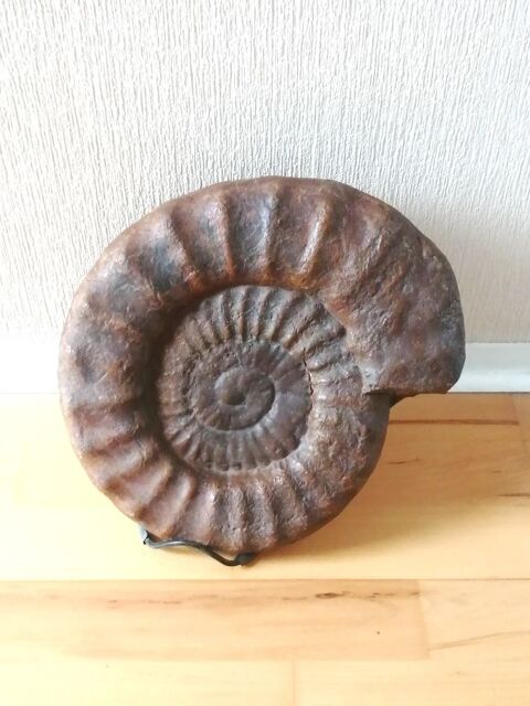 Ammonite coquillage fossilis� 335 millions d'ann�es Puteaux (92)