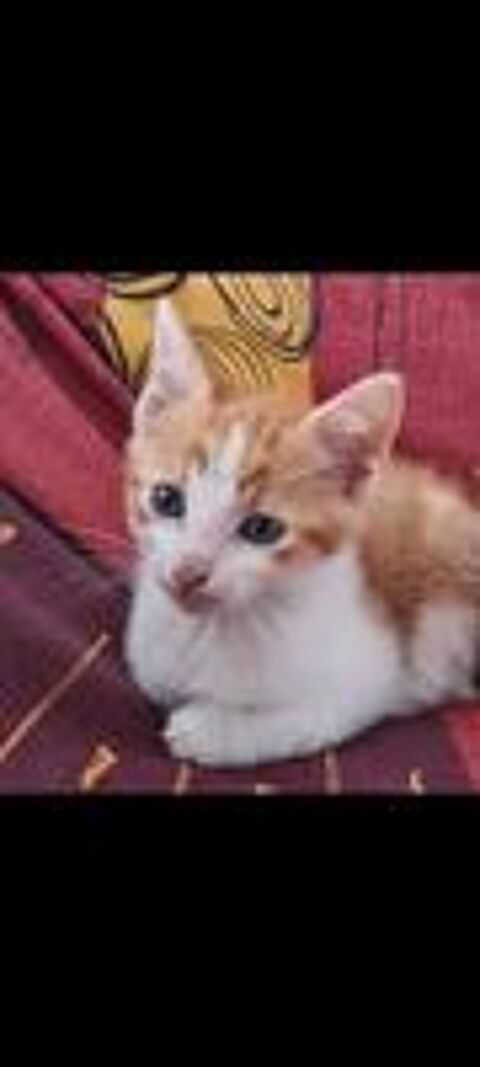   Donne chaton 