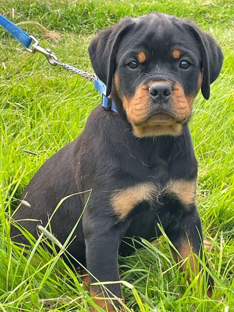 Chiots Lof Rottweiler 1100 61220 Le ménil-de-briouze