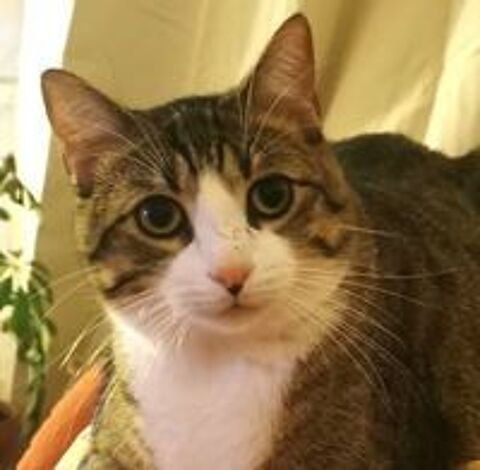 TERTIO Chat tigr&eacute; blanc 2 ans 195 92260 Fontenay-aux-roses