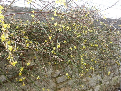 JASMIN D'HIVER 5 Bellenaves (03)