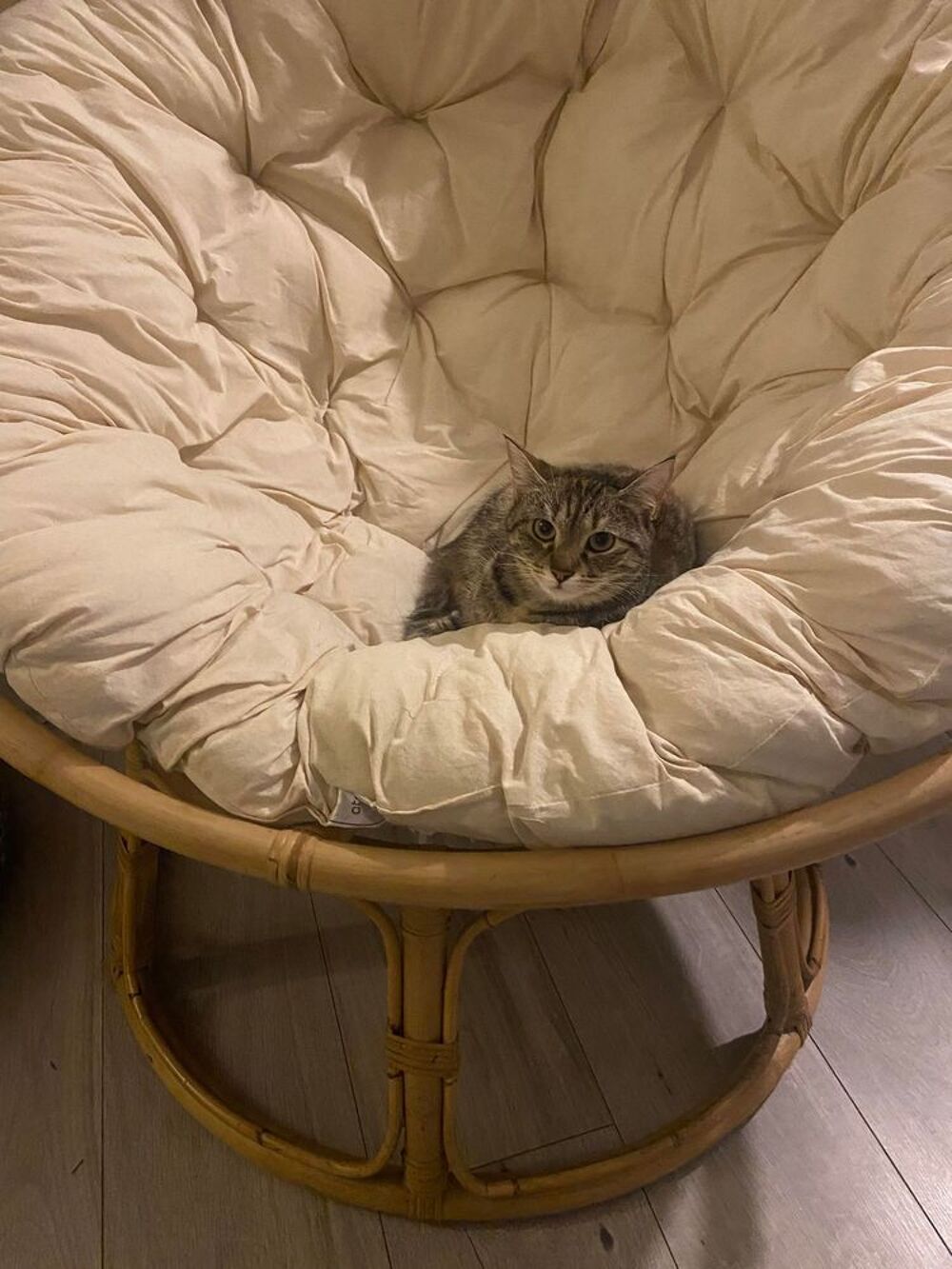   BIANCA la discrte  l'adoption 