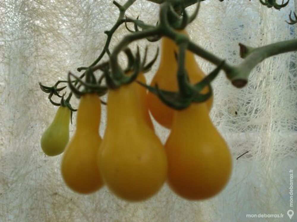 Graines de tomates anciennes Bio Jardin