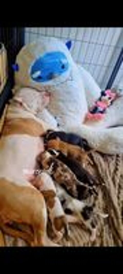   Chiot type bully  