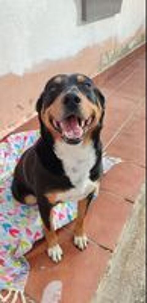   ARI MALE NON CASTR� 2ANS A SAUVER D'ESPAGNE ADOPTION UNIQUEMENT  