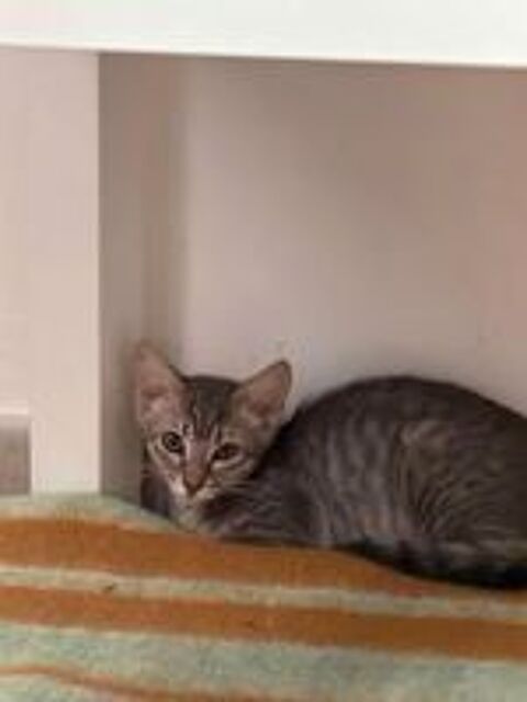   Chat OREGON à l adoption 