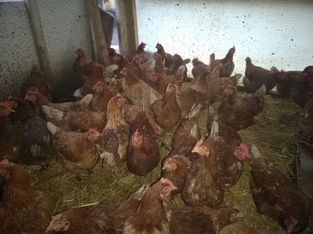   Poules pondeuses8 