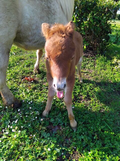 2 shetland (-1 an et 1 an1/2) 550 44500 La baule-escoublac