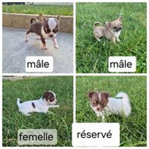   ? Nos 2 adorables petits mâles et 1 petite femelle t
oujours 