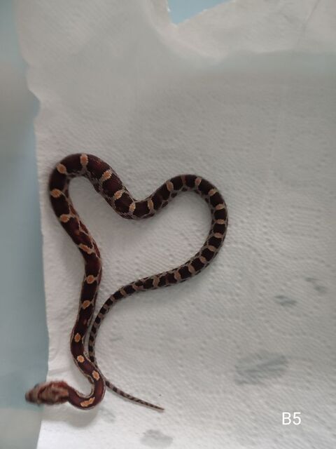 Serpents Elaphes 30 94600 Choisy-le-roi