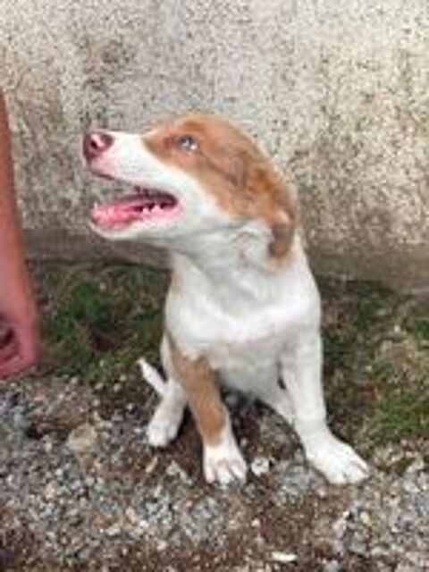   chiot border collie 