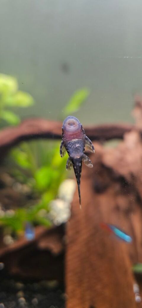 Poissons de fond  ansistus 0 79190 Mair�-levescault