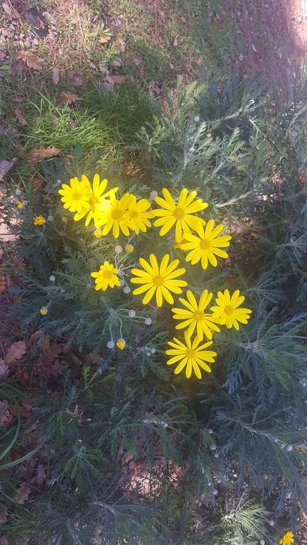 Lot de Graines de vivaces stimulent la biodiversit&eacute; ! Jardin