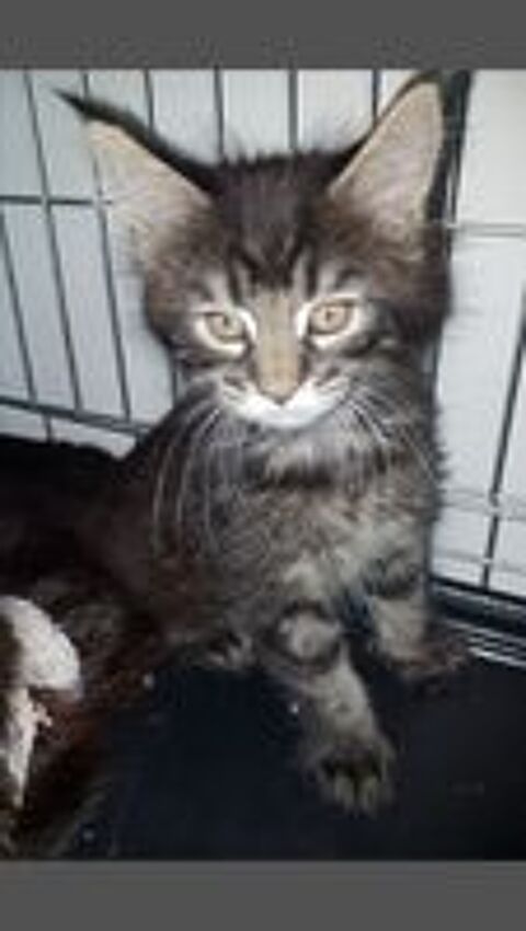   Maine coon  