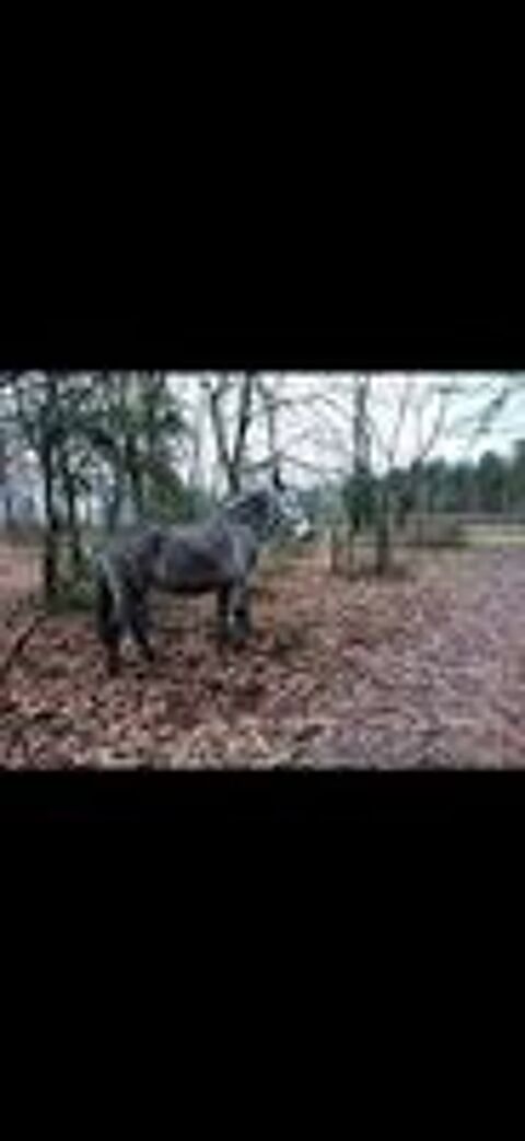   Mule 