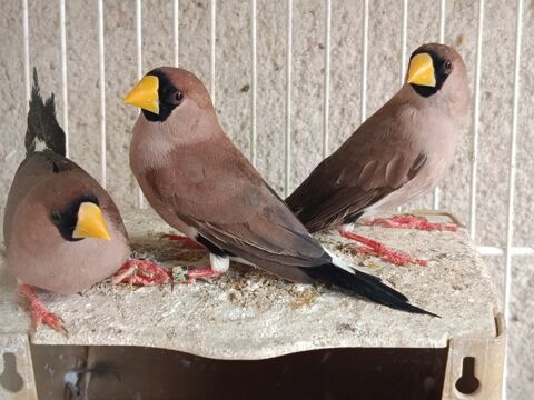 Oiseaux Bec d'argent  80 35137 Pleumeleuc
