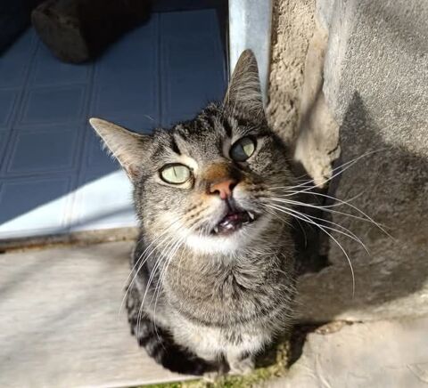 BARTOLOMIAU 220 95610 ragny