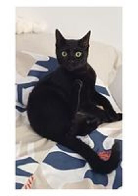   MILO CHAT NOIR 1 AN 