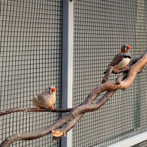 Couple de mandarin 20 69400 Villefranche-sur-sane