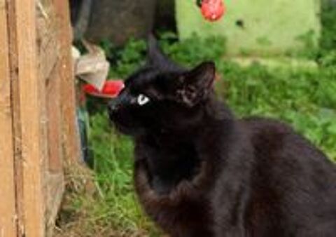   Sierra, chatte noire à adopter 