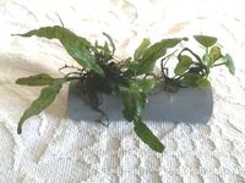   Cachette pondoir avec plante 