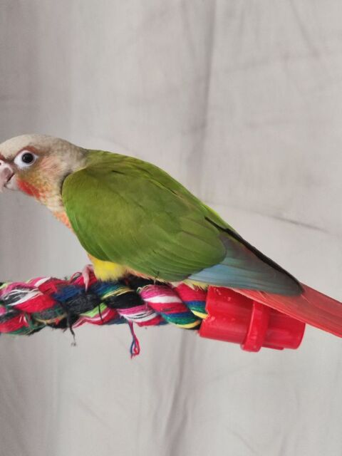 Perruche conures EAM 170 11570 Palaja