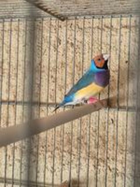   Diamant de gould 